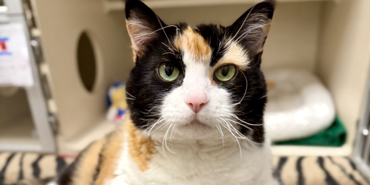 Pet of the Week