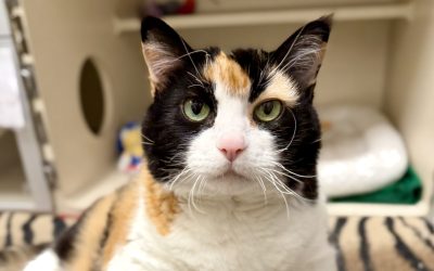 Pet of the Week