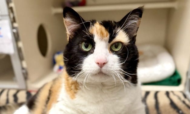 Pet of the Week