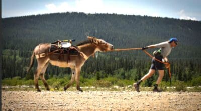 Fairplay’s Burro Days This Weekend