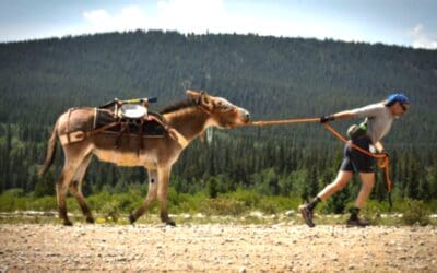 Fairplay’s Burro Days This Weekend