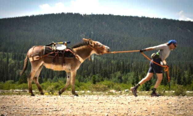 Fairplay’s Burro Days This Weekend