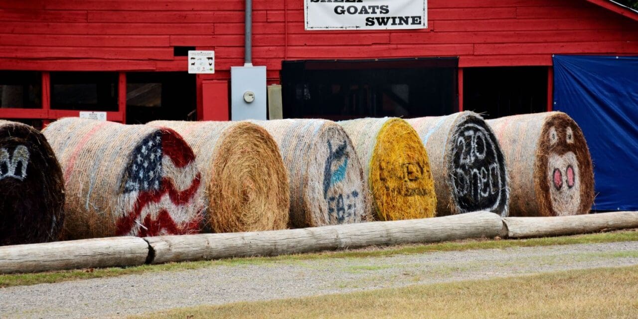 Activities at the Chaffee County Fair