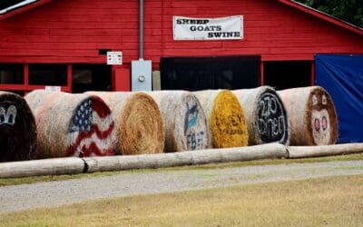 Activities at the Chaffee County Fair