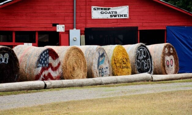 Activities at the Chaffee County Fair
