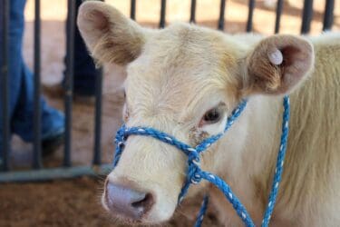 County Fair and Rodeo Continue
