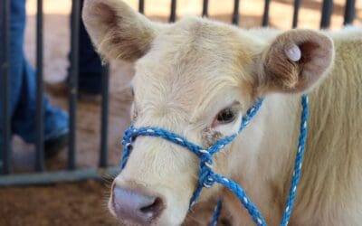 Chaffee County Fair Continues