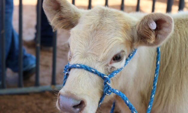 Chaffee County Fair Continues