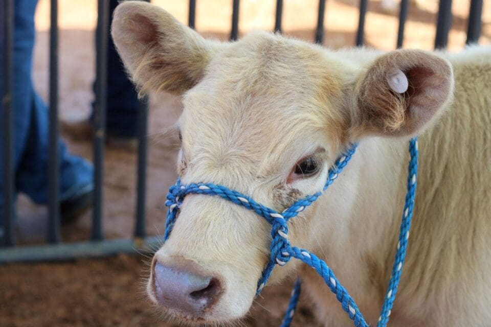 County Fair and Rodeo Continue