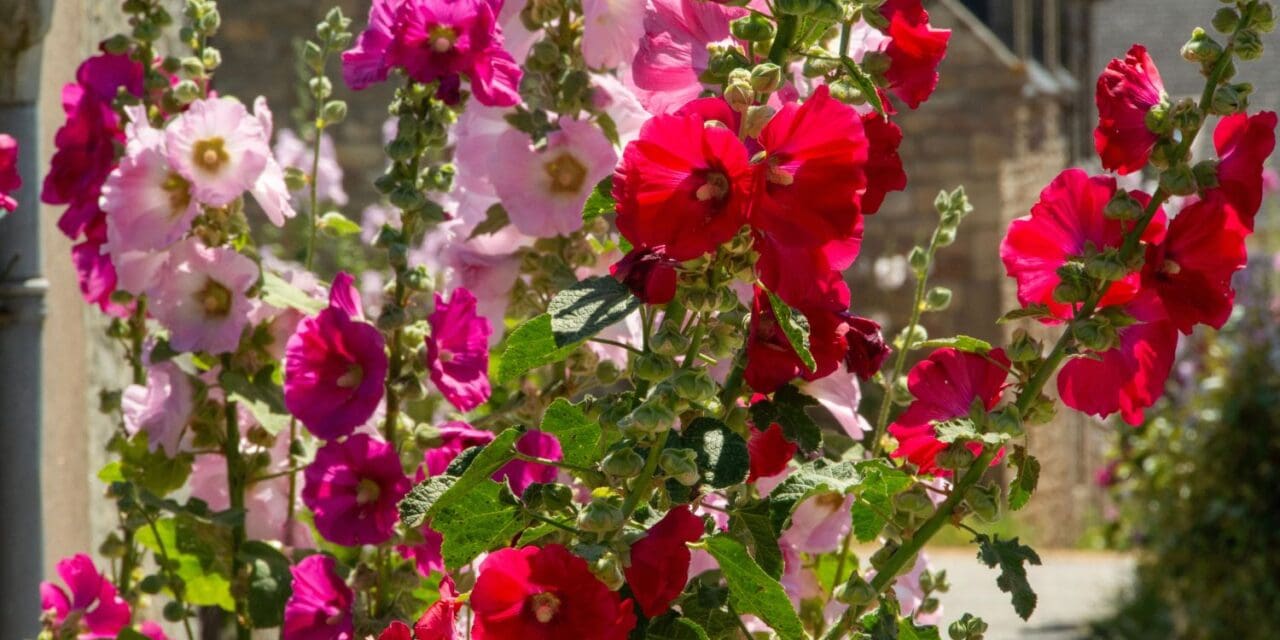 Saguache Hollyhock Festival and Art Walk