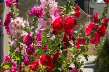 Saguache Hollyhock Festival and Art Walk