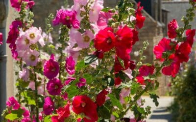 Saguache Hollyhock Festival and Art Walk