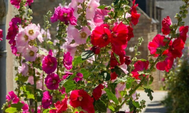 Saguache Hollyhock Festival and Art Walk