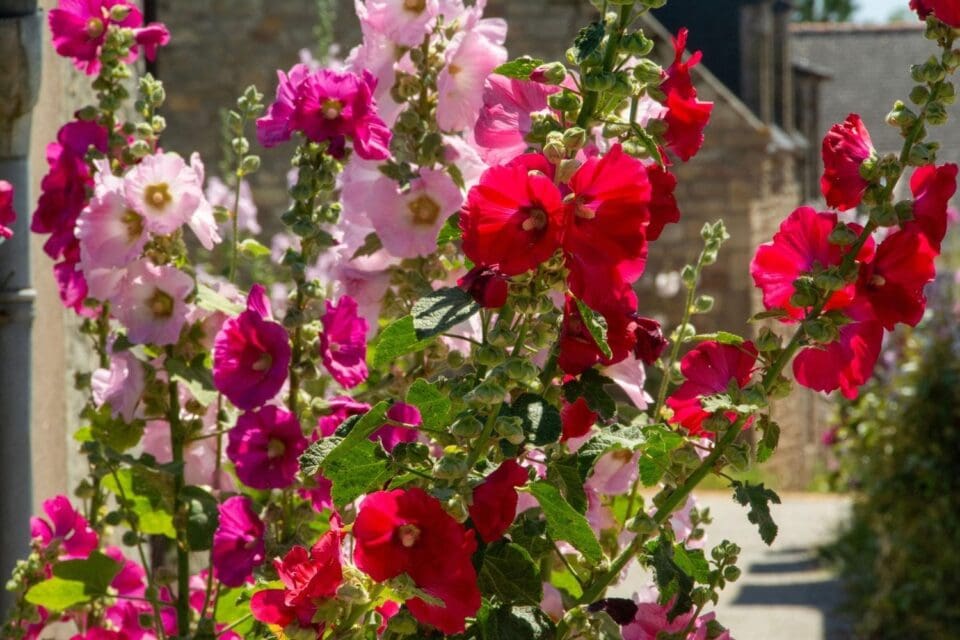 Saguache Hollyhock Festival and Art Walk