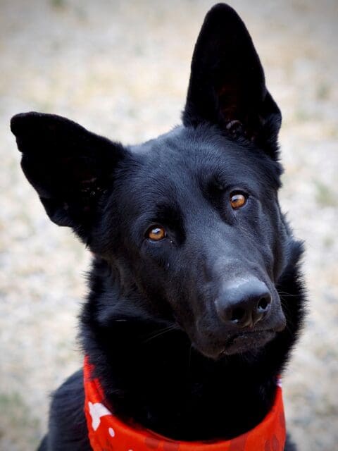 Pet of the Week
