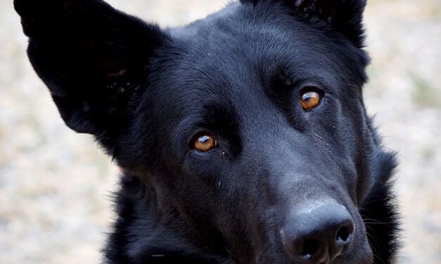 Pet of the Week
