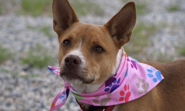 Pet of the Week