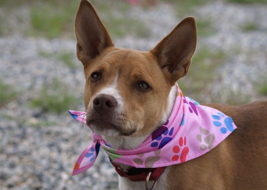 Pet of the Week