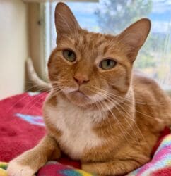 Pet of the Week