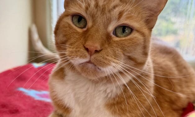 Pet of the Week