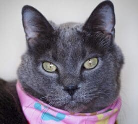 Pet of the Week