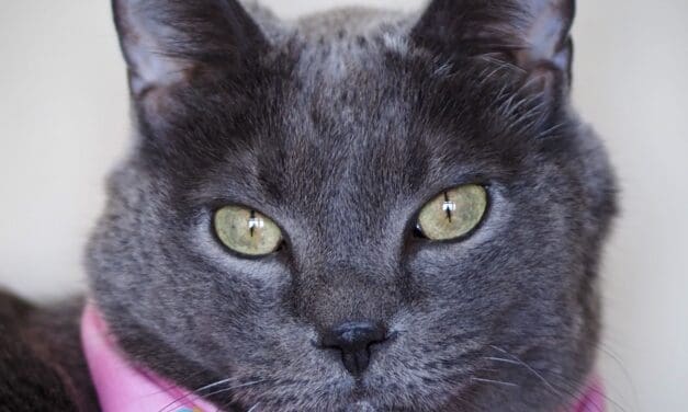 Pet of the Week