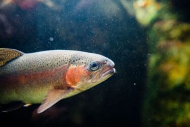 CPW Asking Anglers to Avoid Fishing Portion of Arkansas River