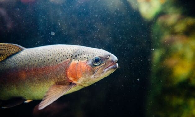 CPW Asking Anglers to Avoid Fishing Portion of Arkansas River