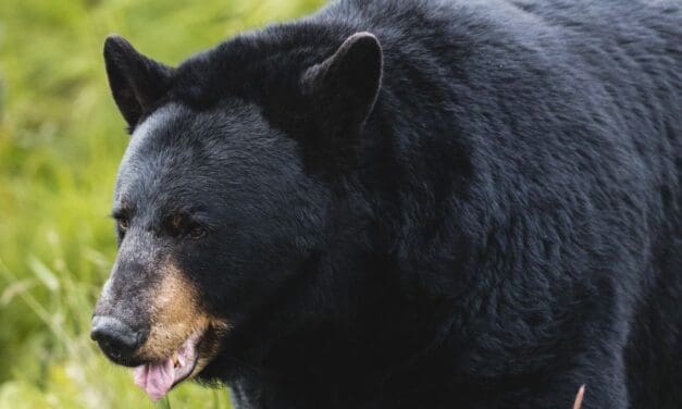 Man Injured by Bear in Eagle-Vail