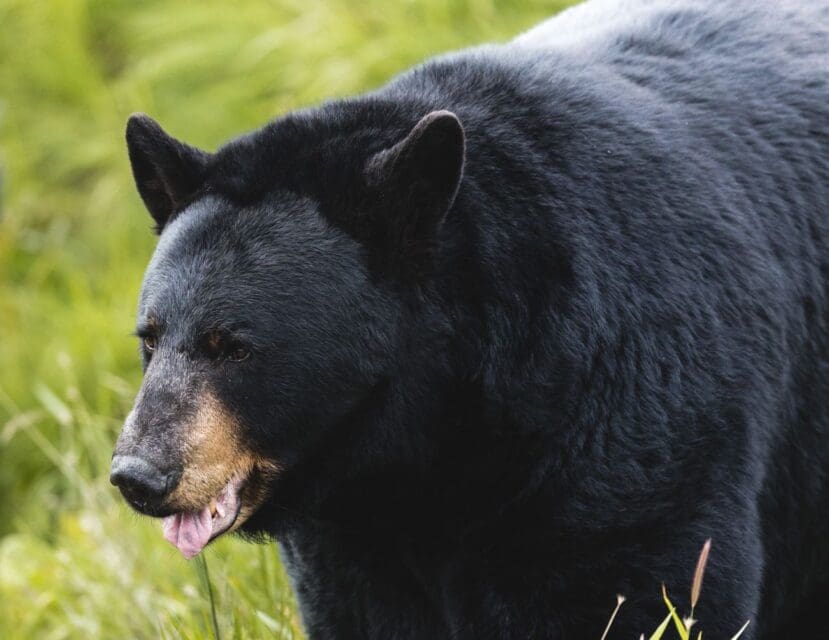 New Law Makes it a Crime to Leave Trash Unsecured, Luring Bears