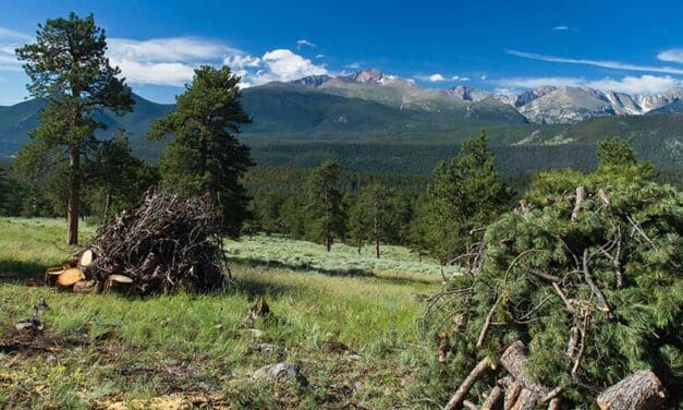 State Forest Service Wildfire Mitigation Grant Open