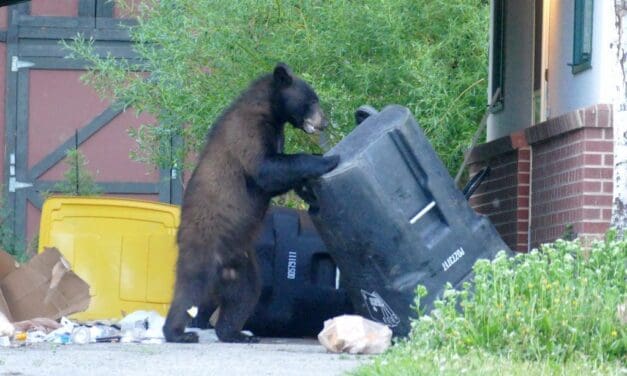 New Law Says Trash Cans Must be Secured from Bears