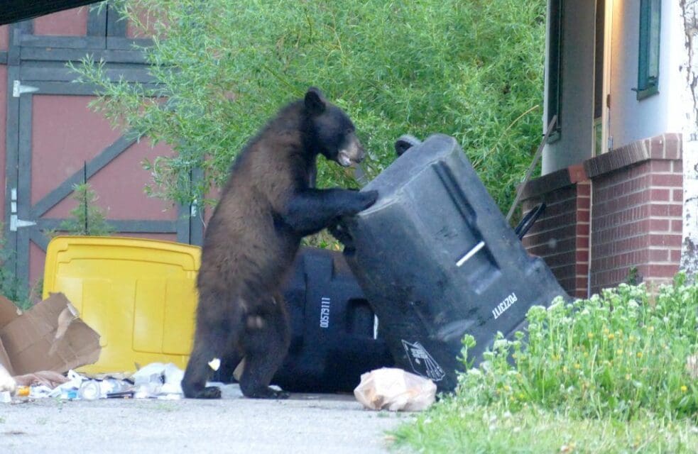 New Law Says Trash Cans Must be Secured from Bears