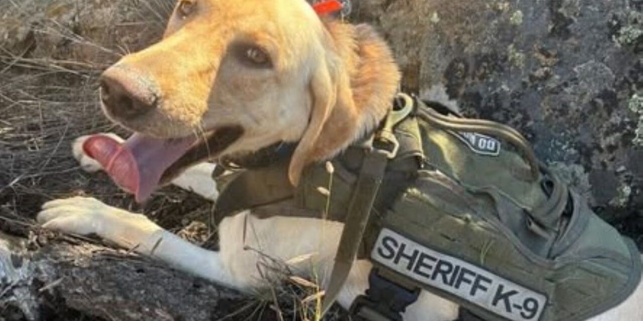 County K9 Aids in Search of Lost Children
