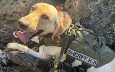 County K9 Aids in Search of Lost Children