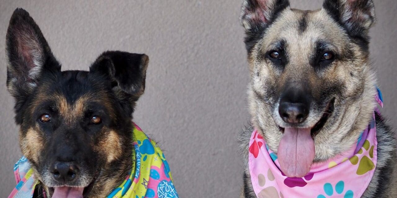 Pet of the Week