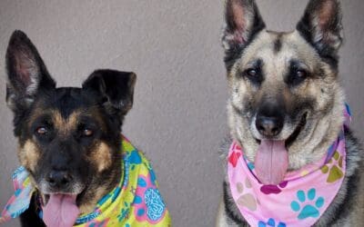 Pet of the Week