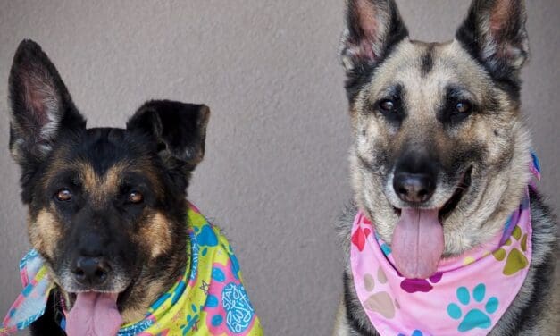 Pet of the Week