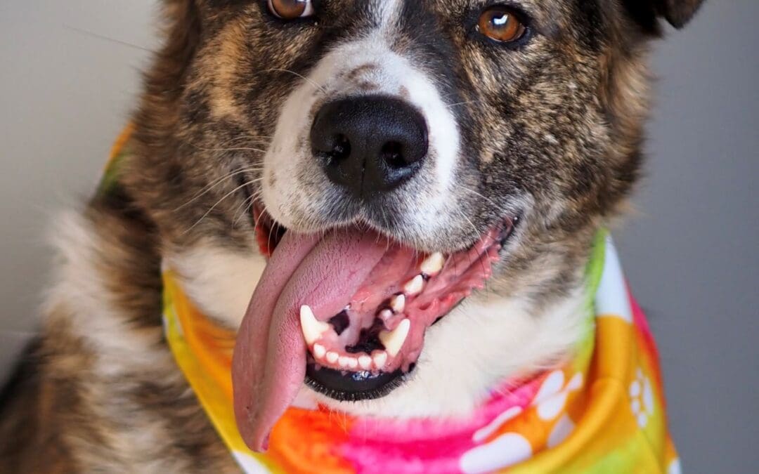 Pet of the Week