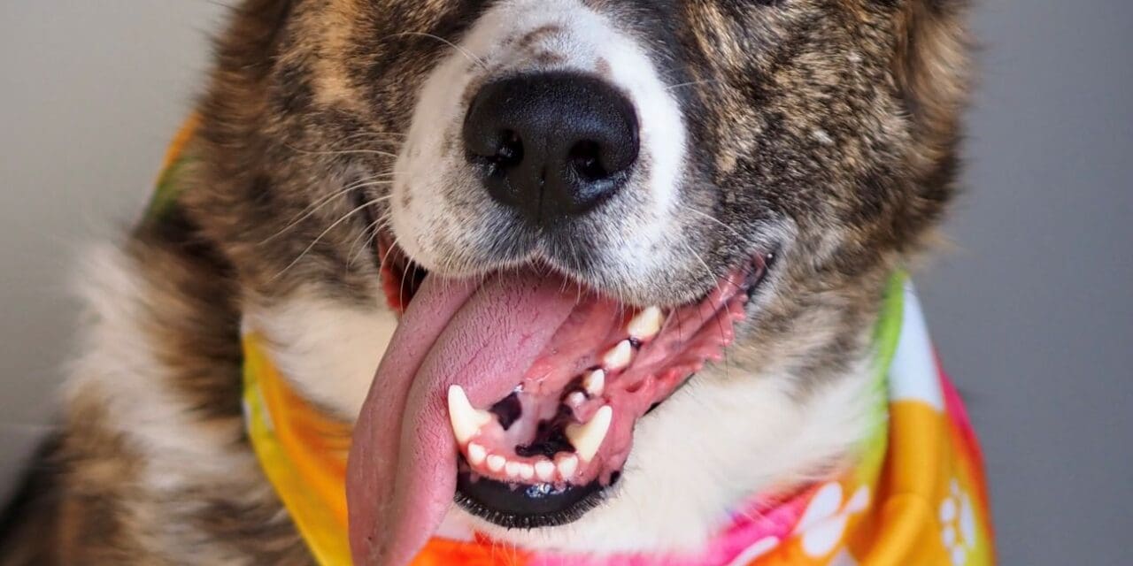 Pet of the Week