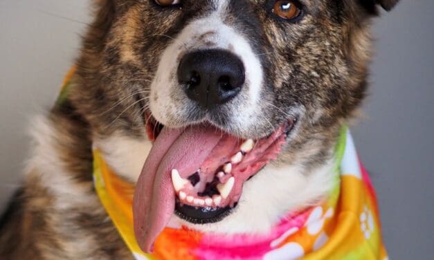 Pet of the Week