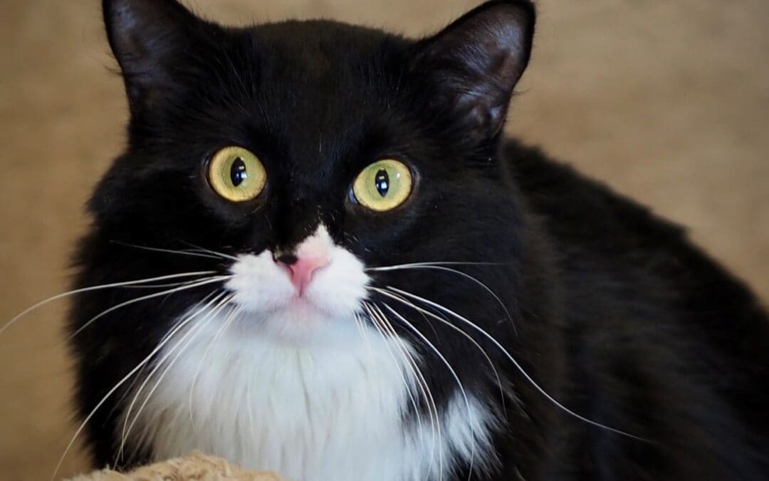 Pet of the Week