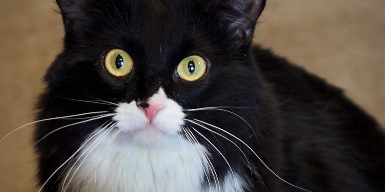 Pet of the Week