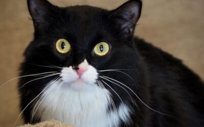 Pet of the Week