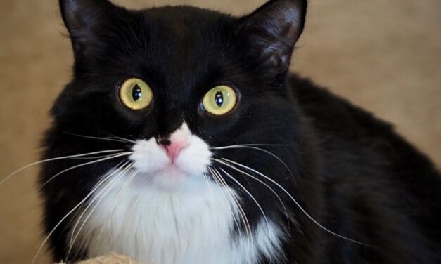 Pet of the Week