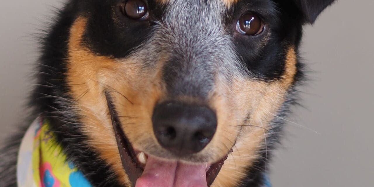 Pet of the Week