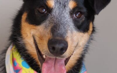 Pet of the Week
