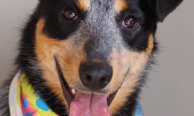 Pet of the Week