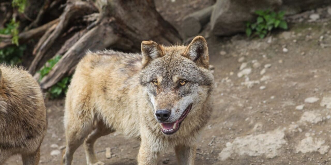 Wolf Talk Sunday at A Church