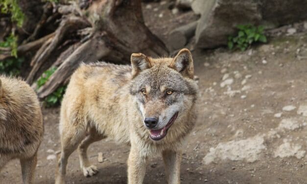 Wolf Talk Sunday at A Church